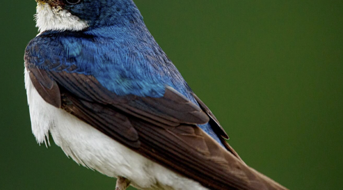 Summertime Tree Swallows in central NC